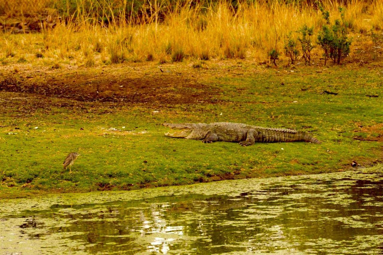 Aura Wildlife Camp And Resorts Marchula Zewnętrze zdjęcie